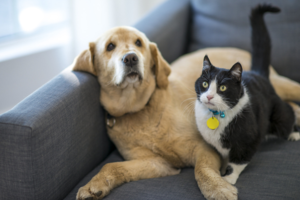 猫，狗，宠物